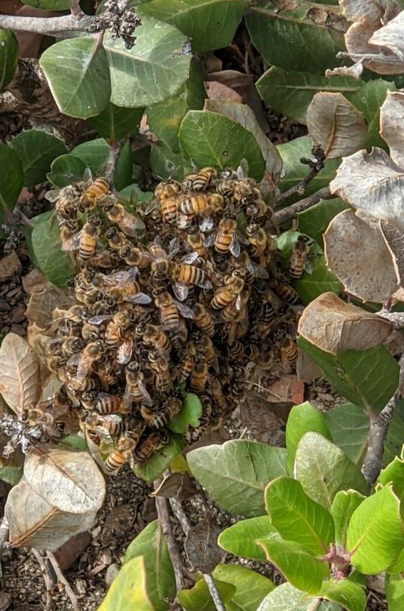 Orange and black striped bees clump together on a bush