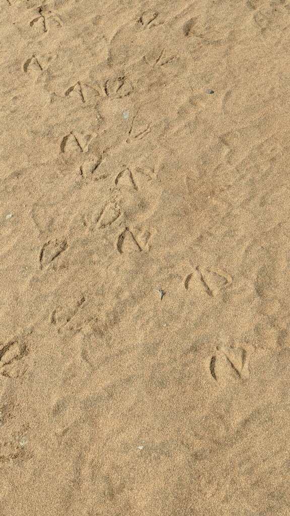 Bird tracks in sand.
