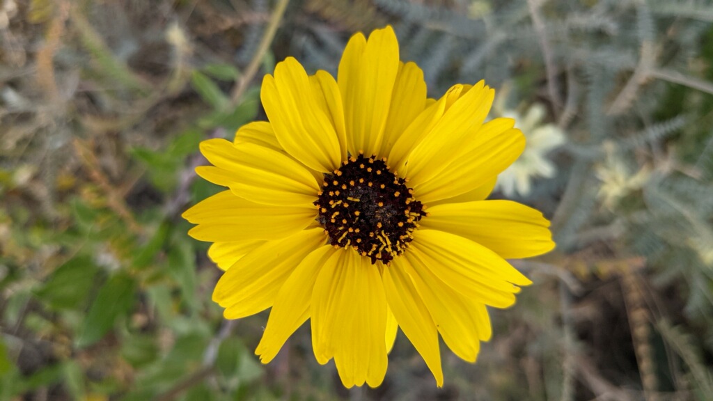 A yellow flower with black center
