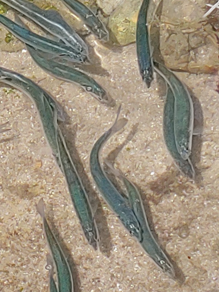 Cylindrical gray fish swim in shallow water
