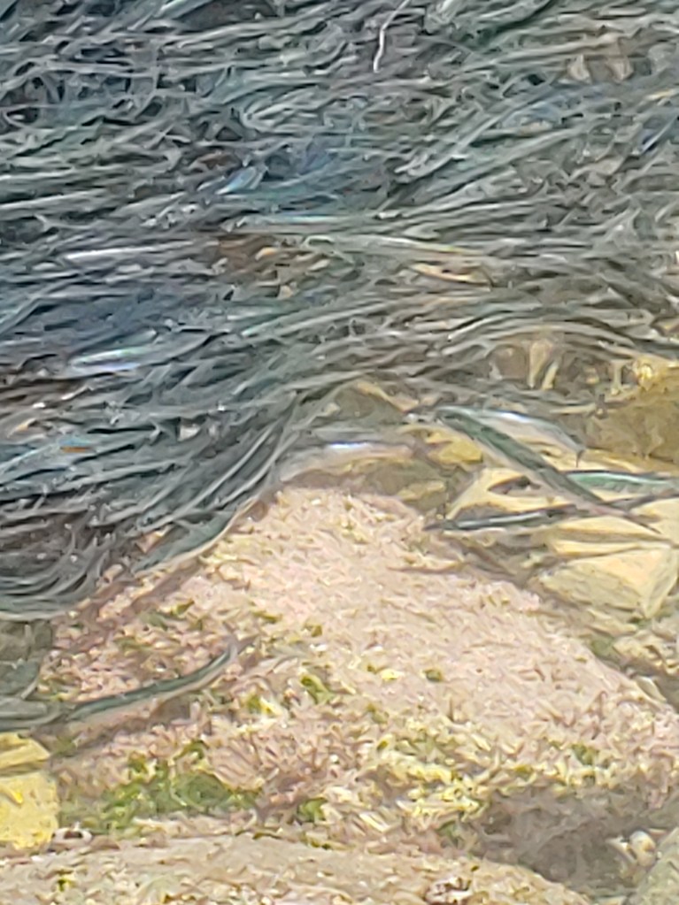 Hundreds of cylindrical fish swim in shallow water