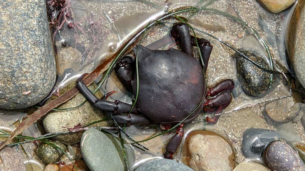 A reddish purple crab among small rounded rocks and sand in shallow water