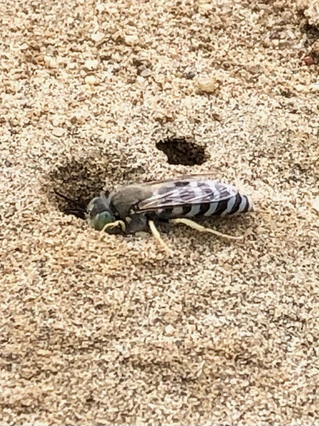A black and white striped bee digs in sand
