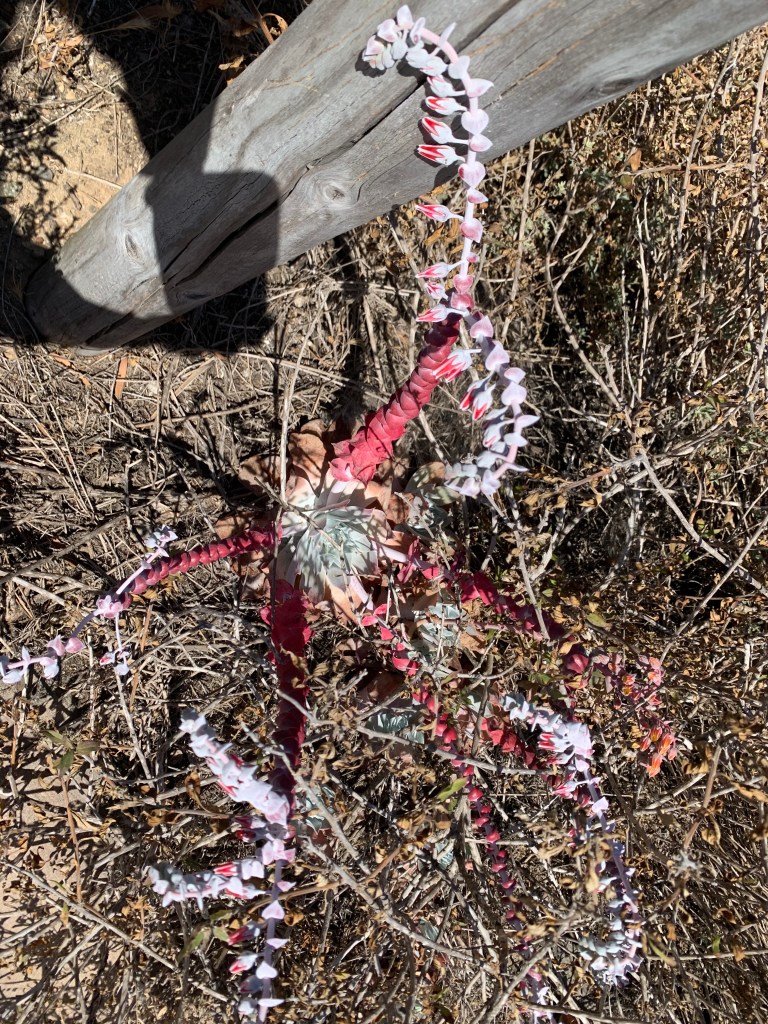 A red spindly plant with circular gray leaves resembling an octopus.