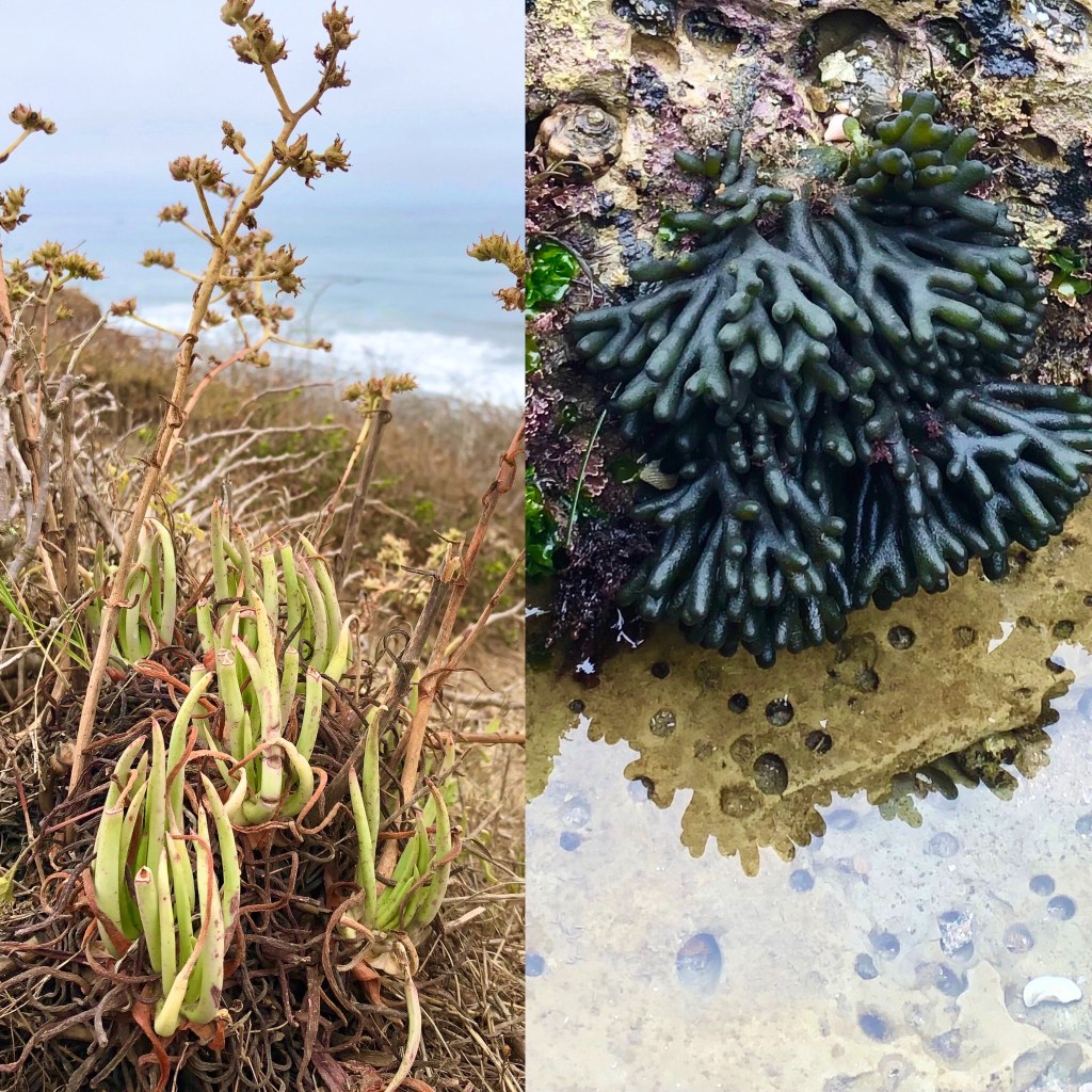Green finger like terrestrial plant compared to a dark green finger like marine plant.
