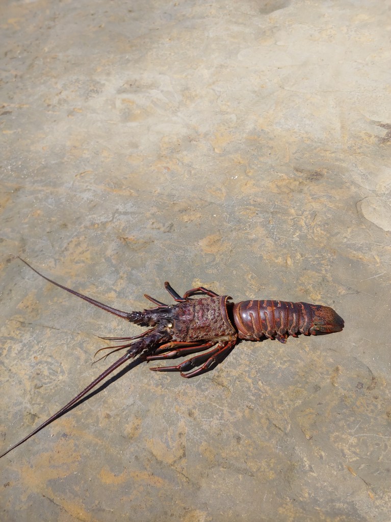 A red orange cylinder with two long antenna and eight legs.