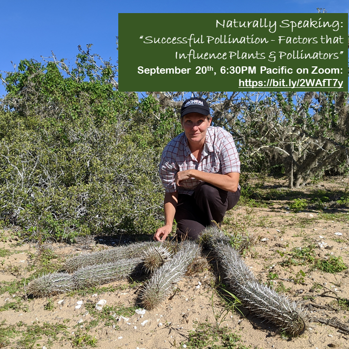 A woman kneeling behind some cactus stems on the ground.
