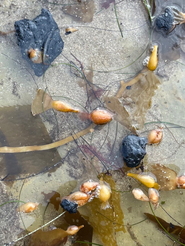 Fist sized black blobs of tar floating in shallow water above a sandy bottom.