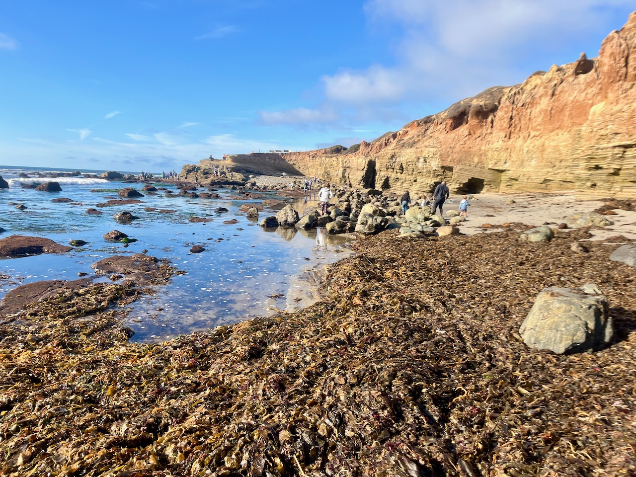 Thick brown branches along a rocky beach.