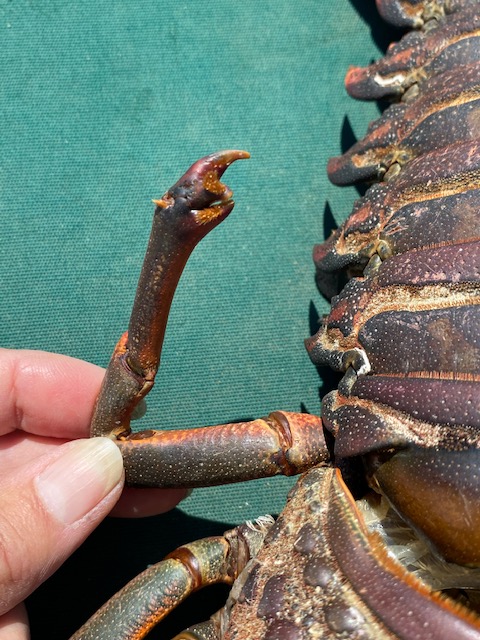 Leg from a lobster with a claw and a hook at the end.