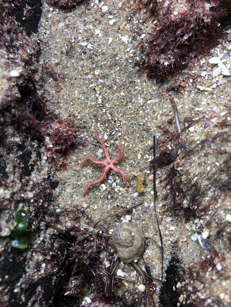 A reddish orange sea star in shallow water