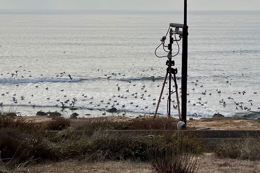 A group of pelicans in ocean along rocky coast.