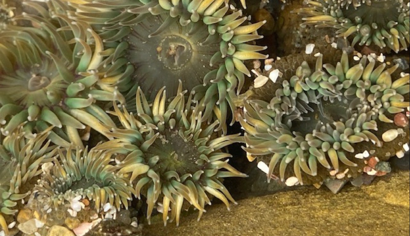 Round green disks with white pointed cylindrical tubes that radiate from the edges.