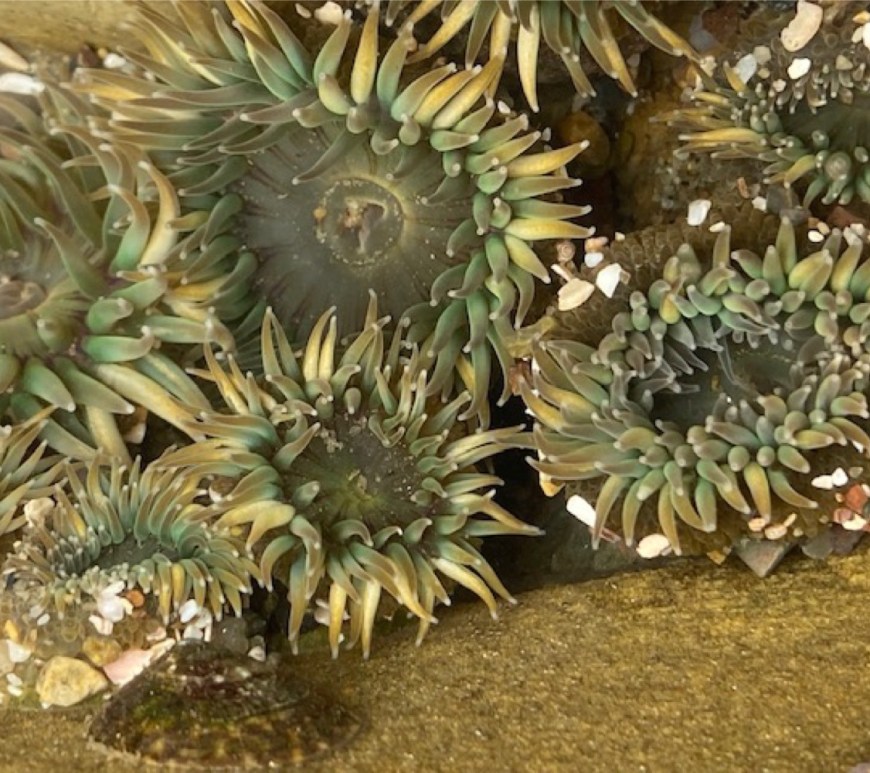 Round green disks with white pointed cylindrical tubes that radiate from the edges.