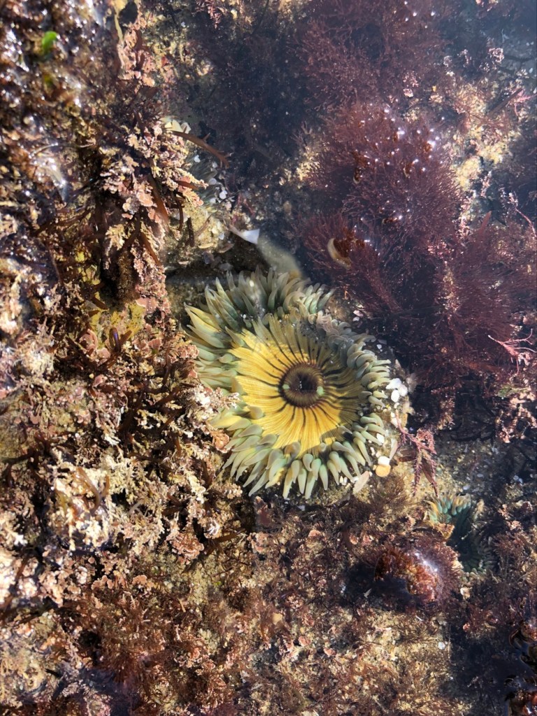 A round green disk with a yellow center, with white pointed cylindrical tubes that radiate from the edges.
