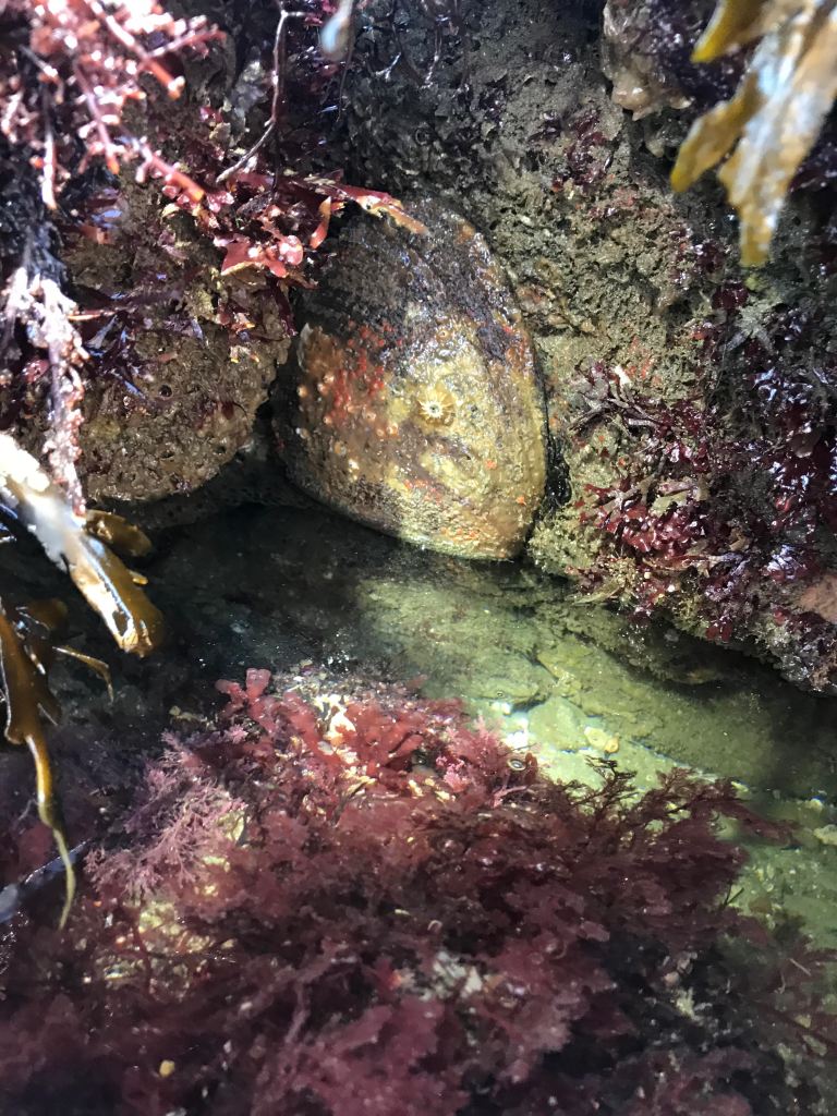 A large, limpet-like creature under a rock