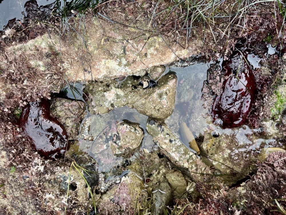 Two purplish hand sized slugs