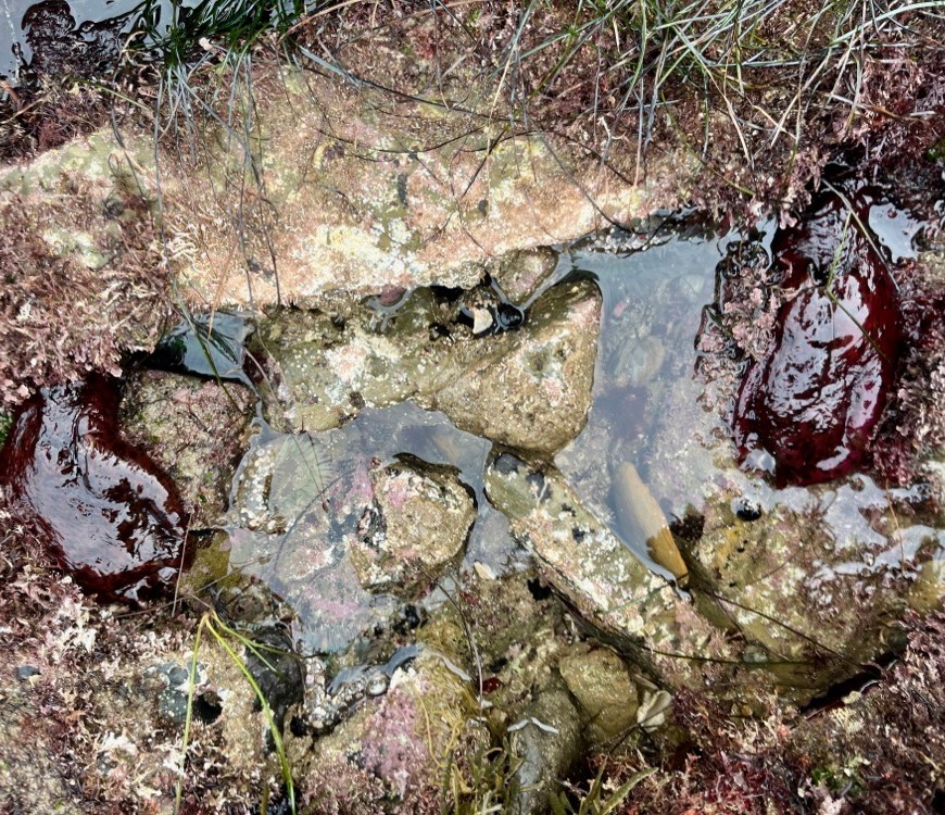 Two purplish hand sized slugs