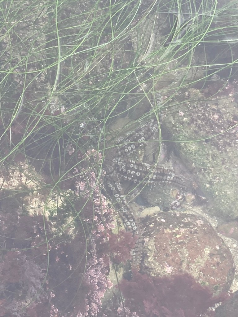 A animal shaped like a star with bumps on each arm