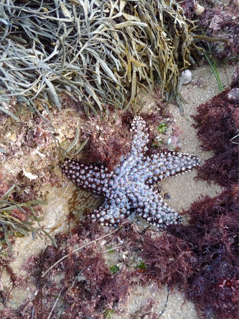 A animal shaped like a star with bumps on each arm
