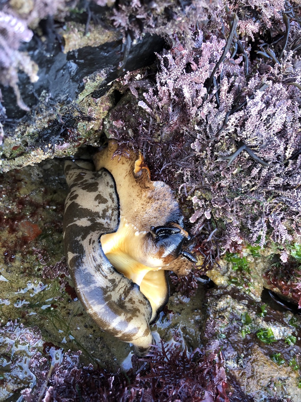 Gray and brown snail with an orange body clinging to a rock at the ocean.