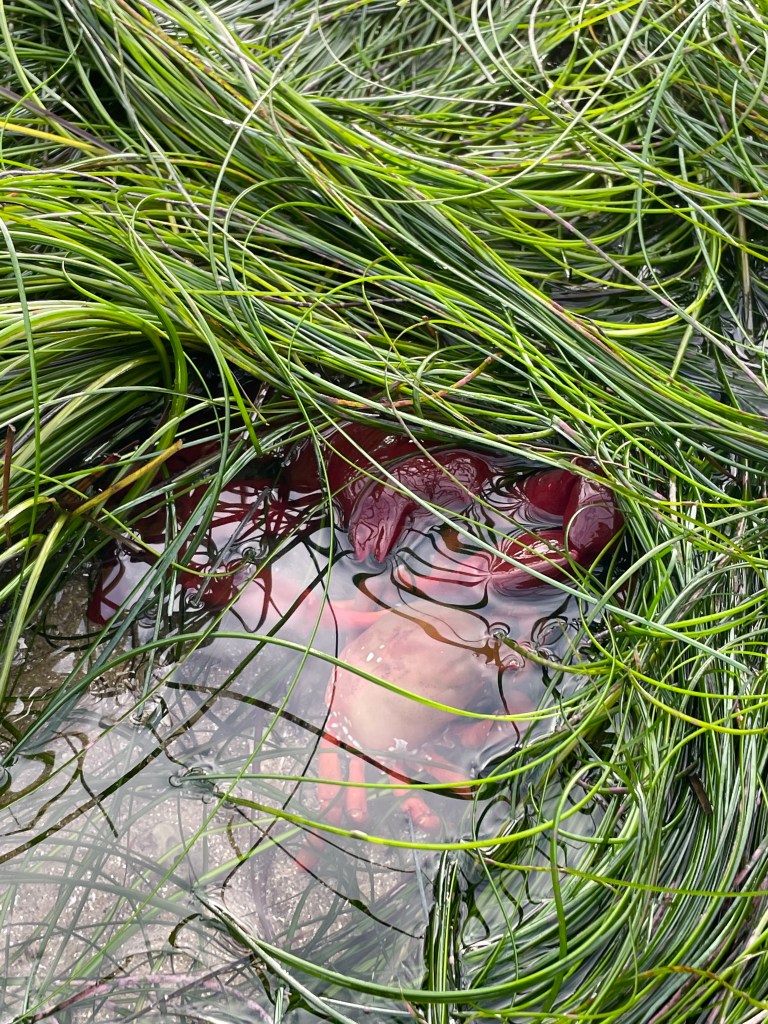 A red crab among long blades of green grass in shallow water