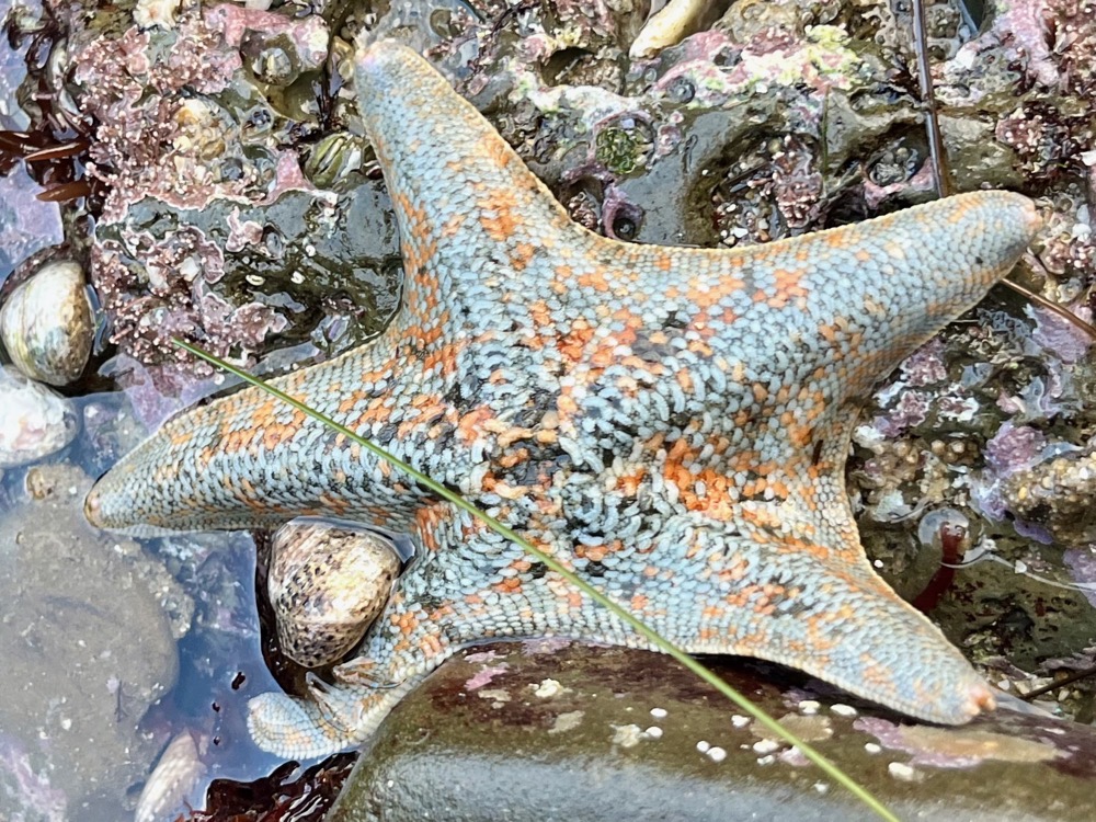 A blue and orange 5 pointed seastar