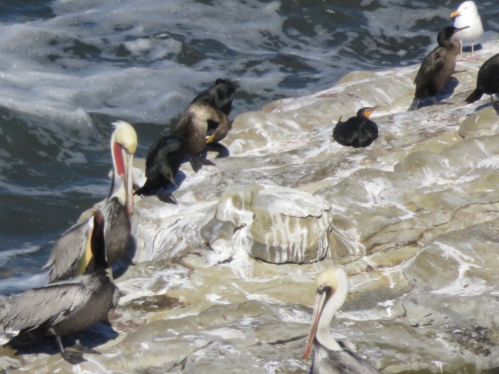 Pelican sits on Rock with other birds