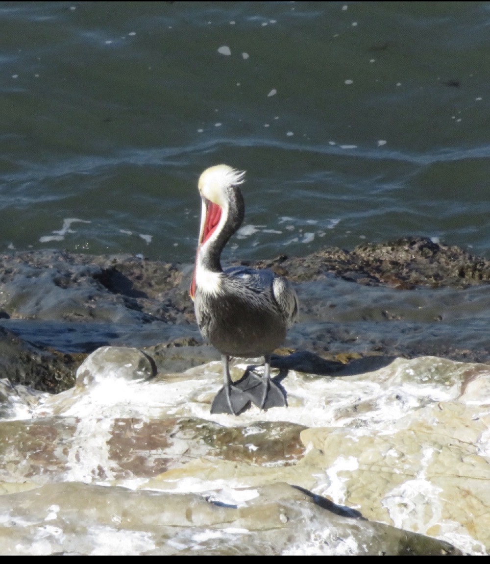 A large bird with a large beak on a rock by the ocean
