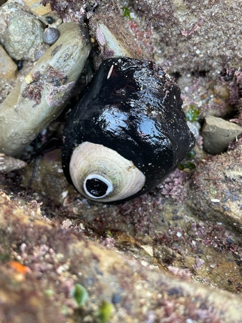 A black oblong snail with a white flat shell