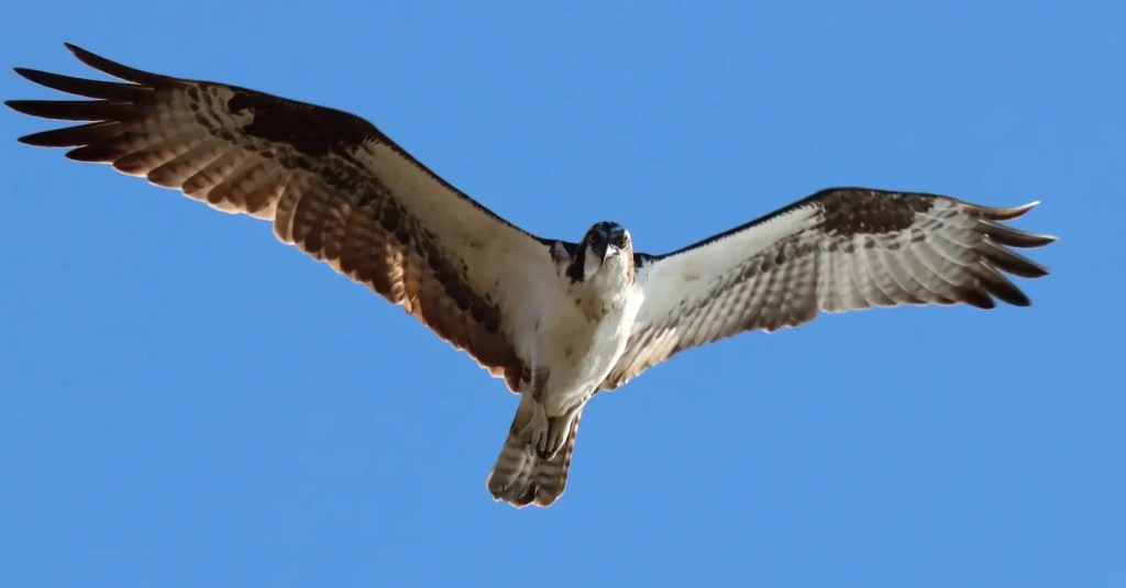 A large eagle like bird flies overhead with wings spread