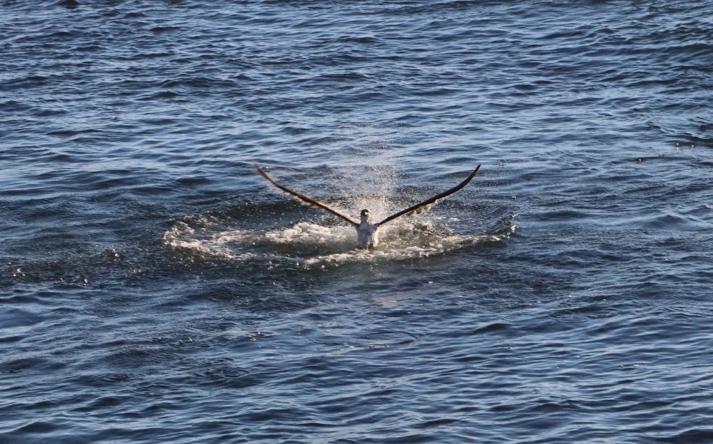 A large eagle like bird dives into ocean