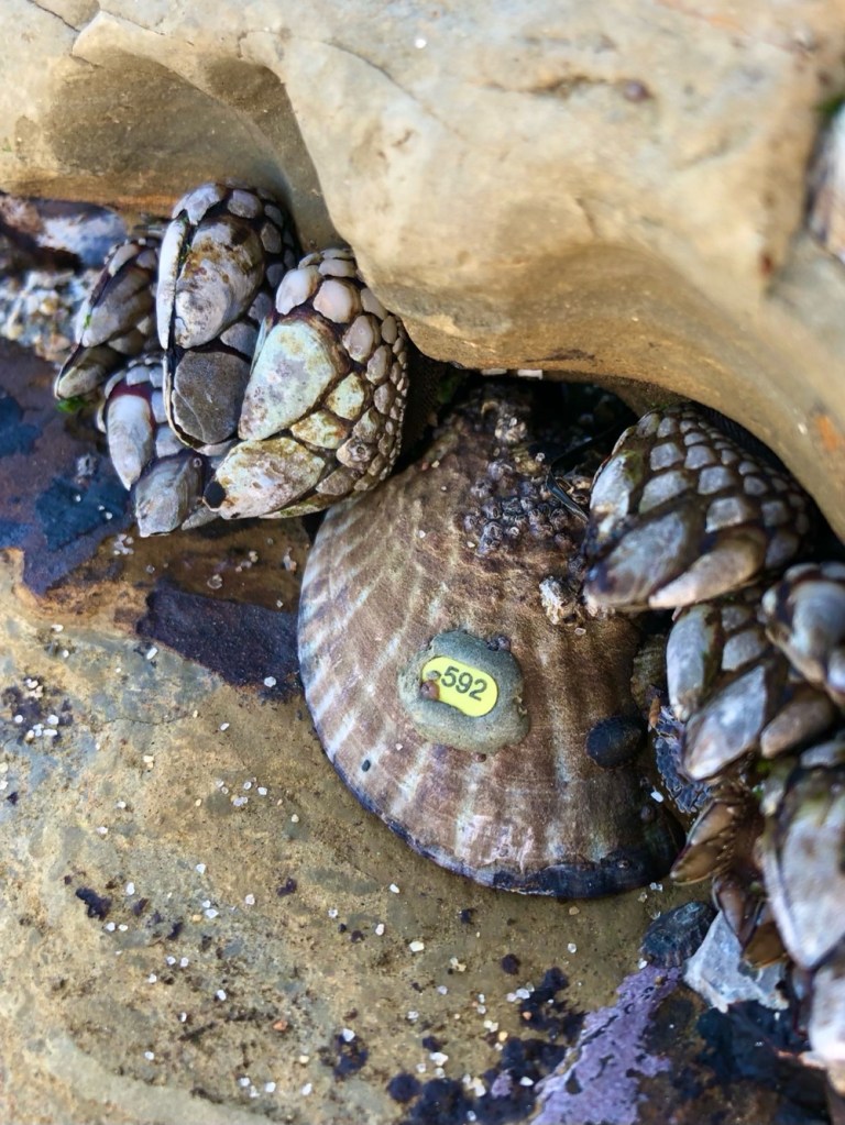 A snail with an oval shaped flat shell