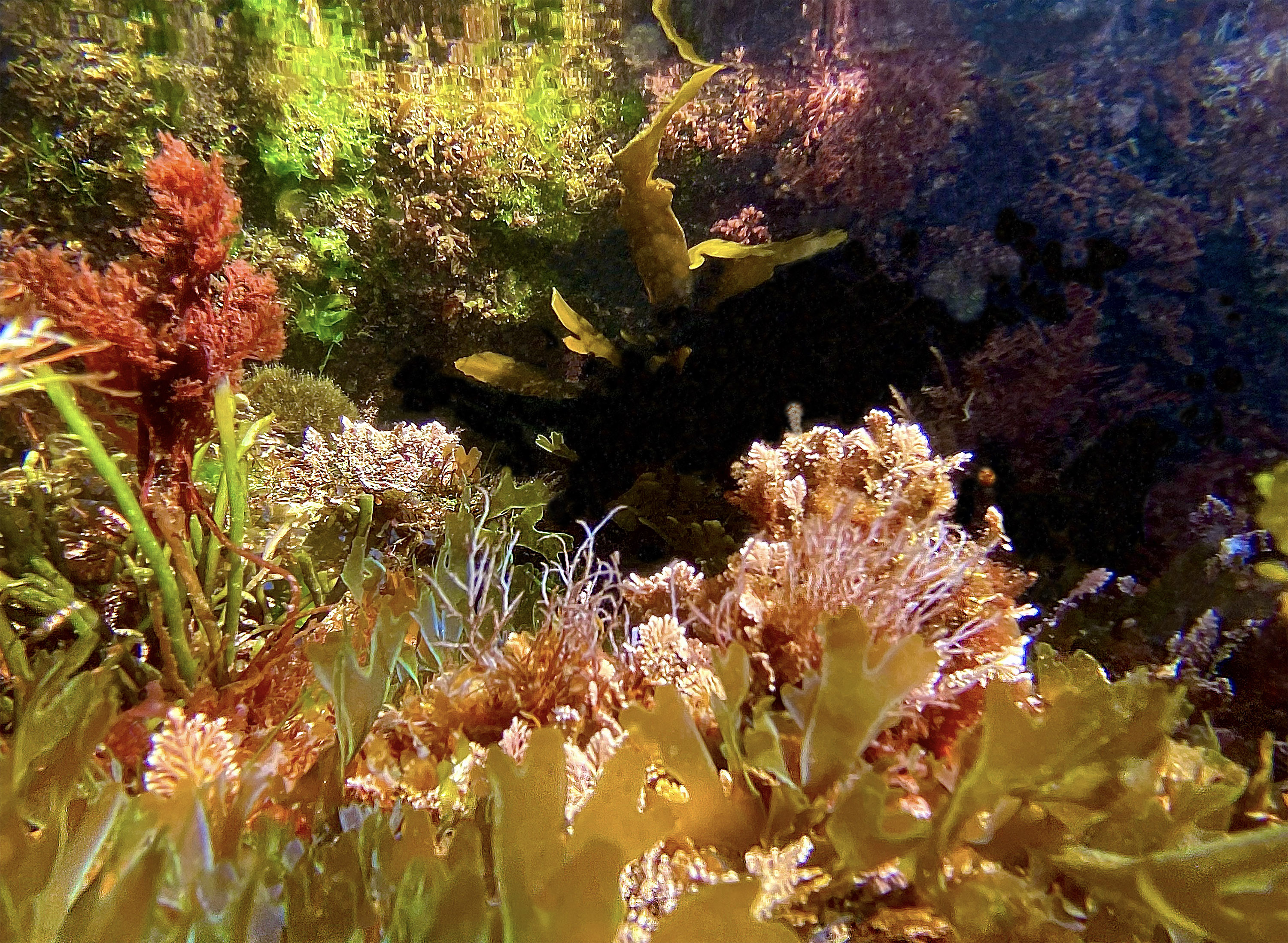 Low shrubs of various colors in the sunlight.
