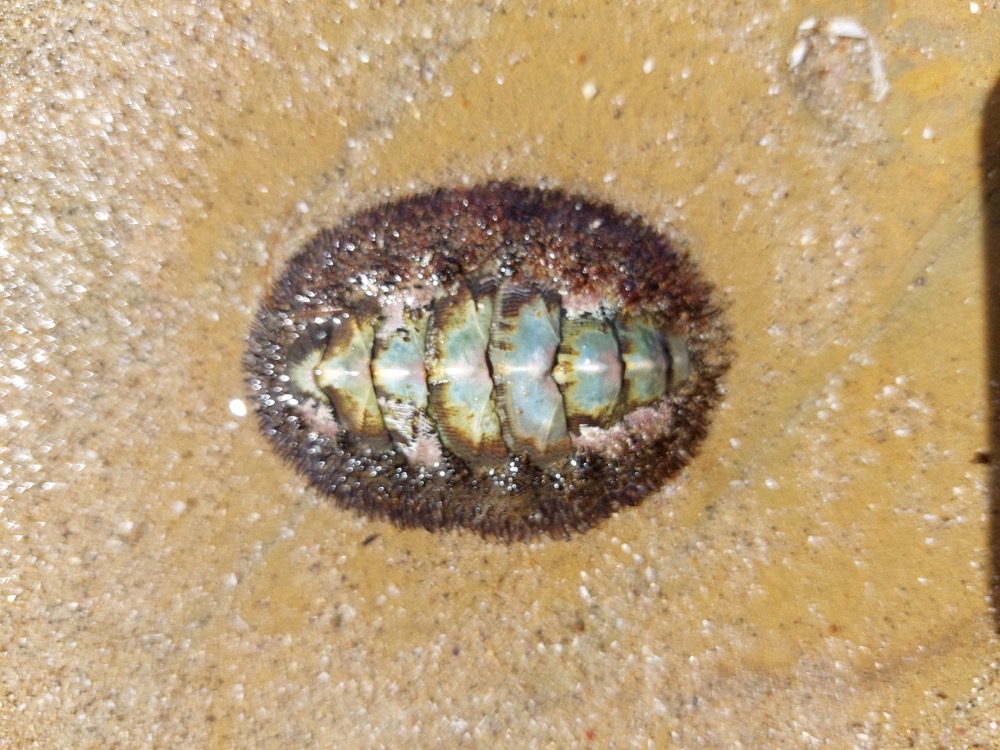 A flat oval made up of 8 vertical segments. Brown short hair borders the oval.