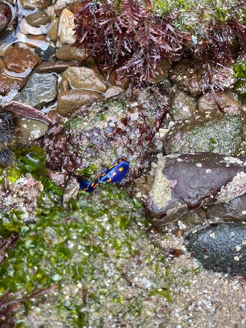 A blue flat cylinder with yellow dots
