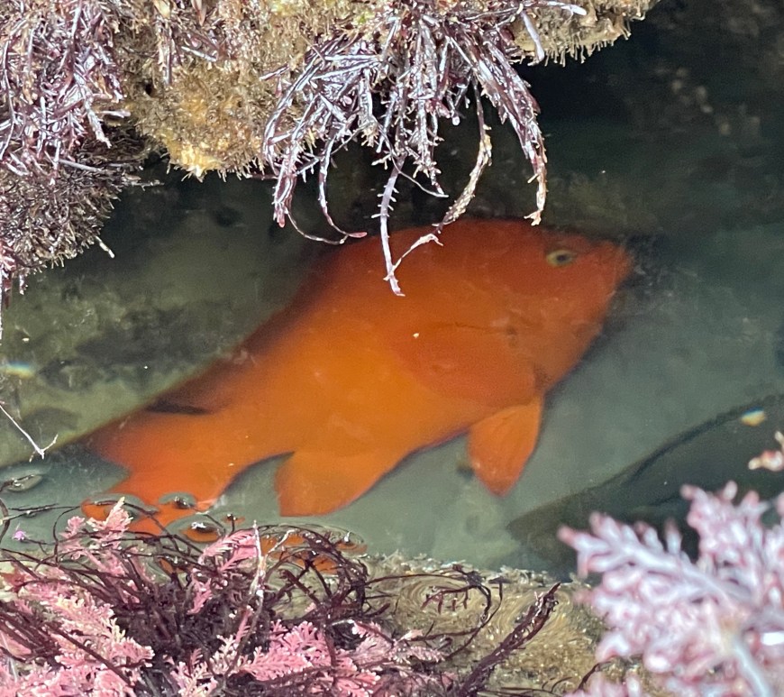 A large orange goldfish under a rock