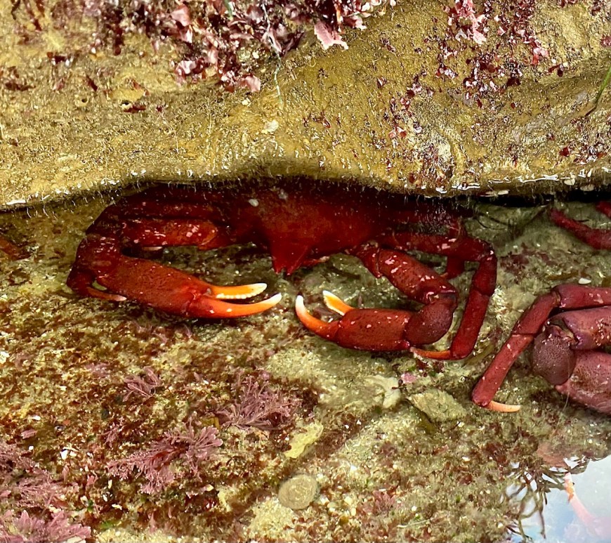 A red crab with two large claws in the front