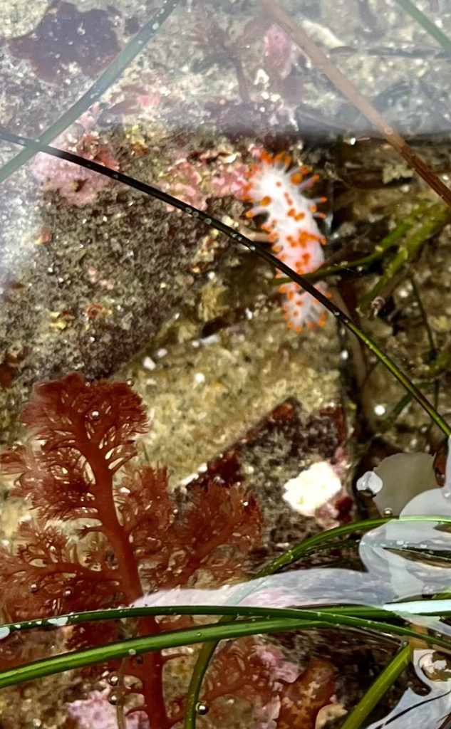 A white cylindrical slug with orange spikes