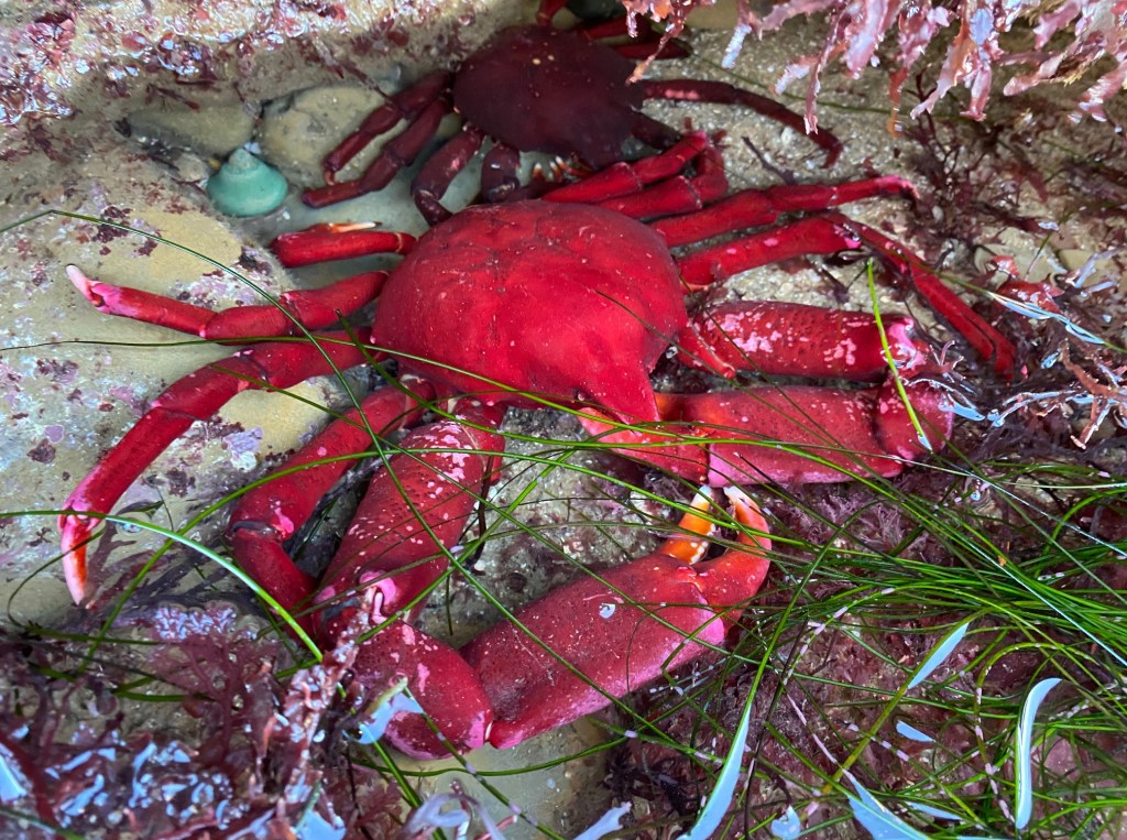 A red crab with one claw much larger than the others
