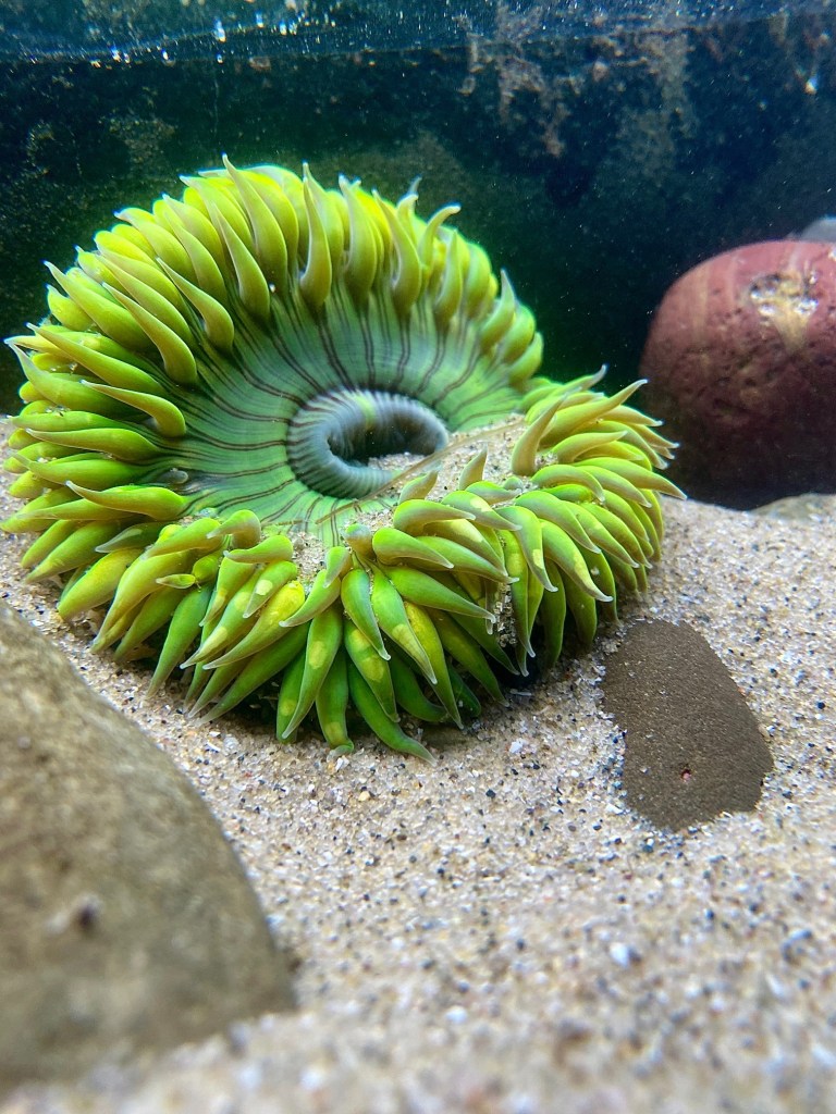 A flat green disk with spikes radiating out from the center