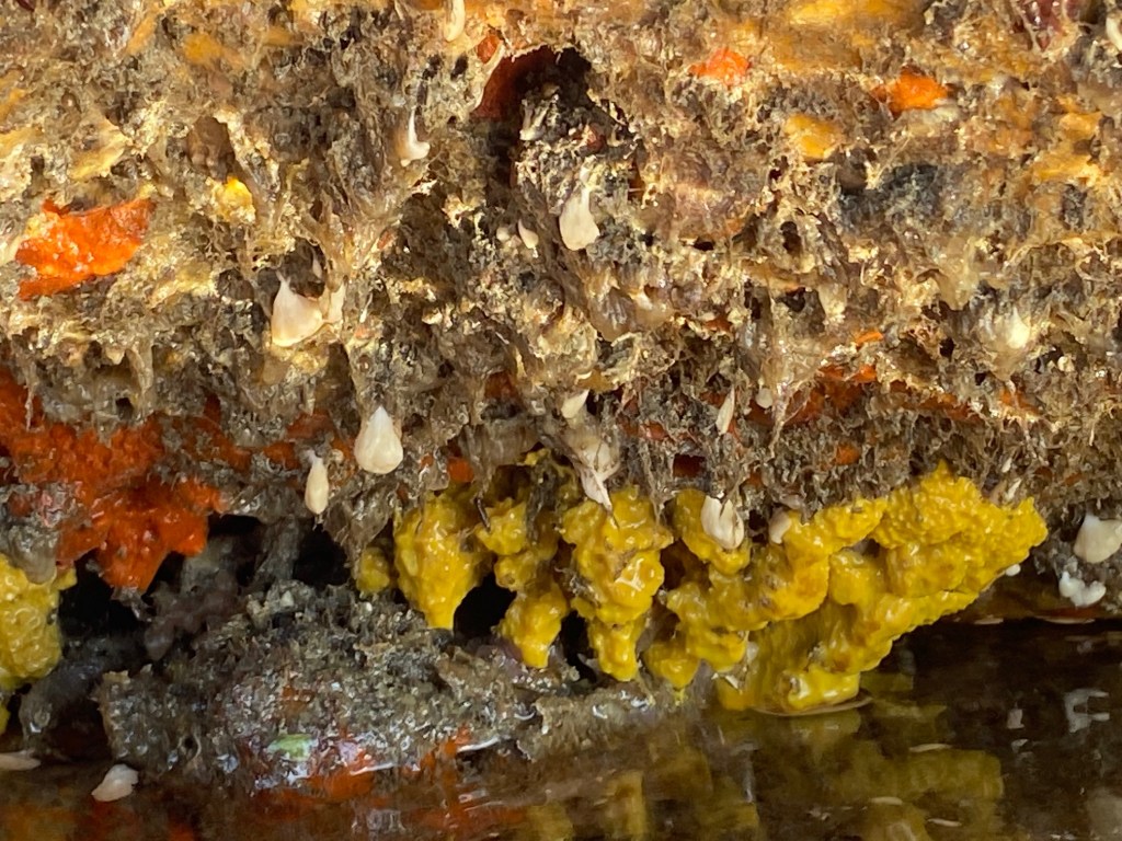 A yellow sponge stuck on the bottom of a rock. White corn kernels are above the sponge.