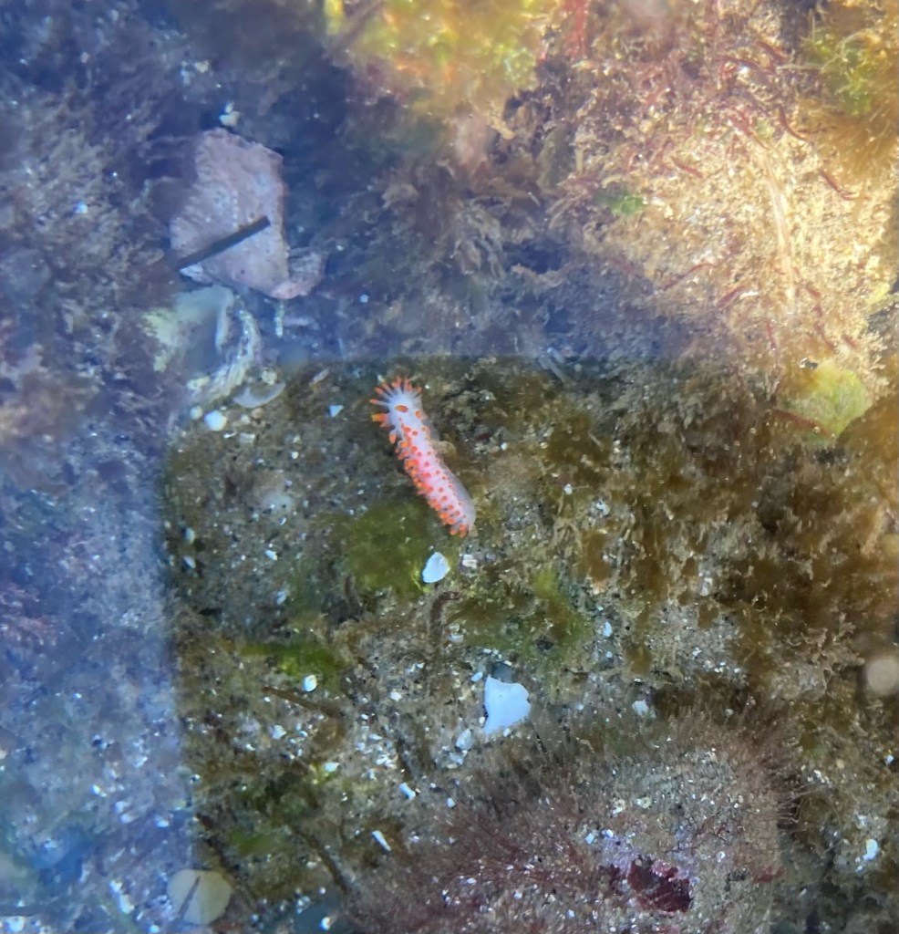 A white cylindrical slug with orange spikes