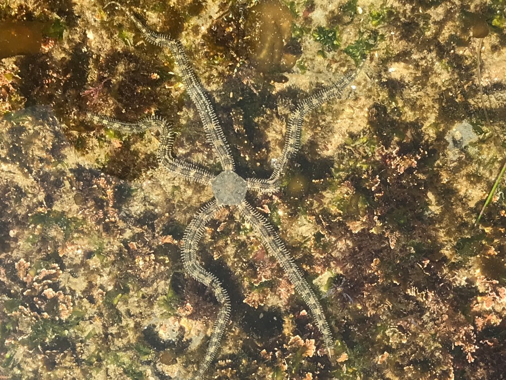 A striped star with long thin arms