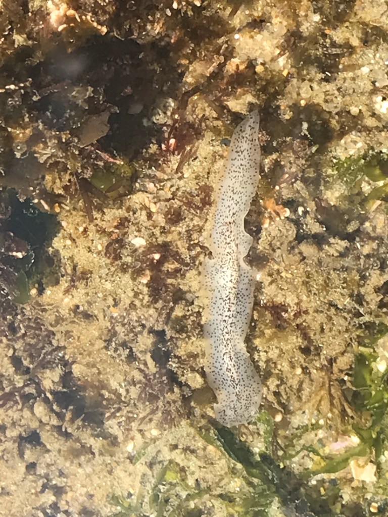 A long white cylinder with brown spots about an inch in length.