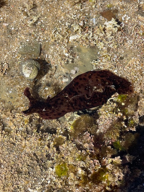 A purple slug with rabbit ears and a stubby tail.