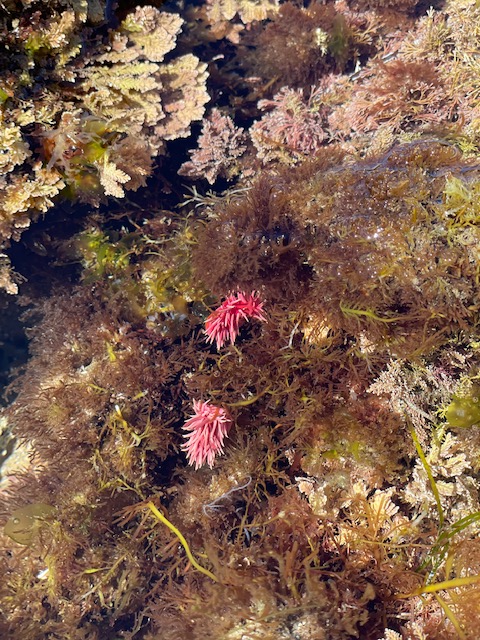 Two small oval shaped pink slugs with pink soft spikes