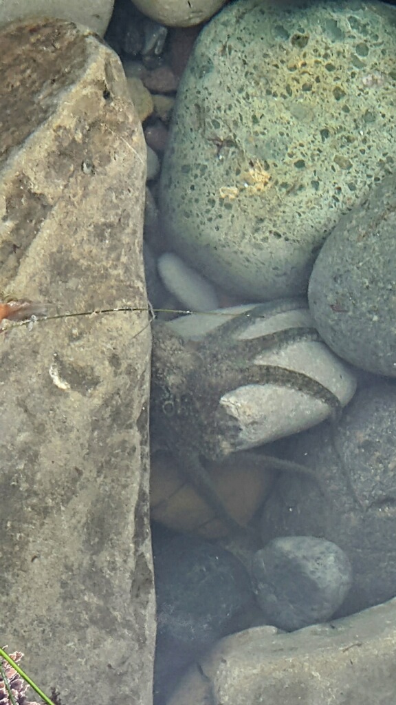 A gray baby octopus on top of rocks in shallow water.