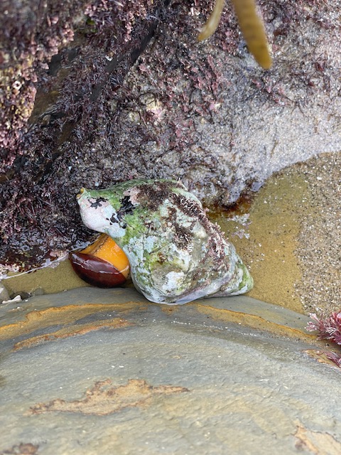 A orange snail with a green and white cone shaped shell