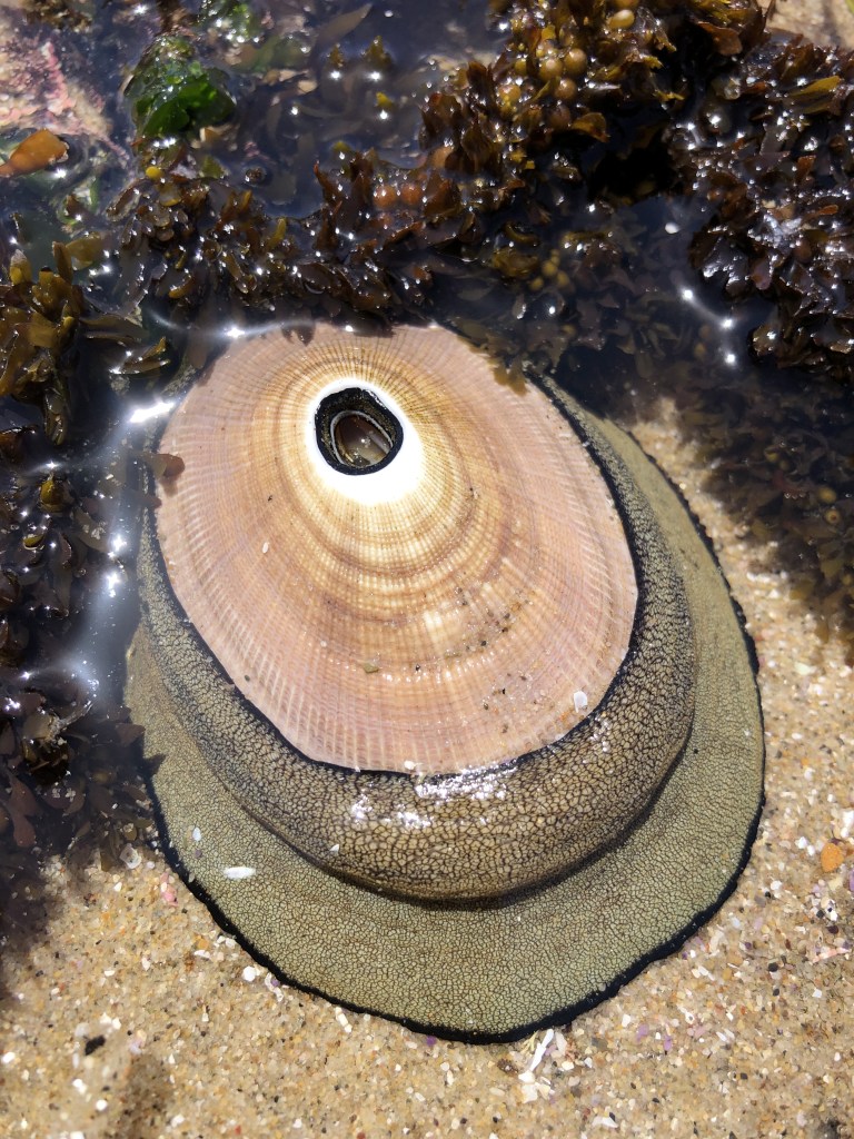 A flat gray oval with a hard shell on top. A hole is in the center of the shell.